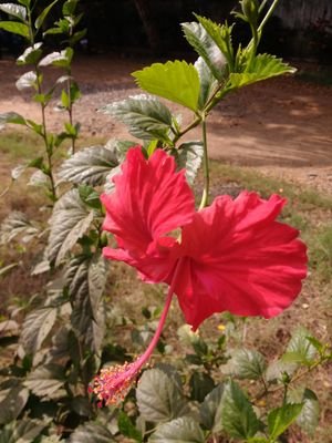 thangarajjesus1's profile picture. 