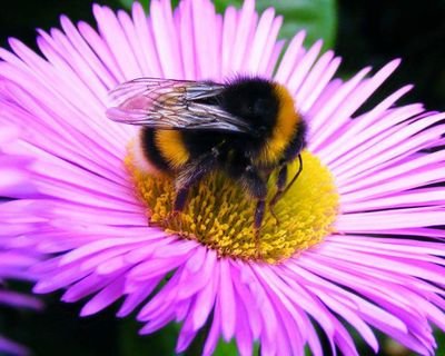 You could help support your local bee population with our specially selected wildflower seed mix. Easy to sow, loved by bees. https://t.co/19wgA0Rkn6