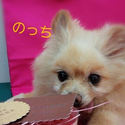 のっち🐶虹組🌈(元繁殖犬)　
現在、オカメ🐥セキセイ🦜ポメラニアン🐶と暮らしています。
保護(動物)犬猫鳥兎を家族にお迎えしませんか❣️
ペットショップの生体販売や動物を利用した娯楽は反対です。

Voice For Animals Japan に賛同しています