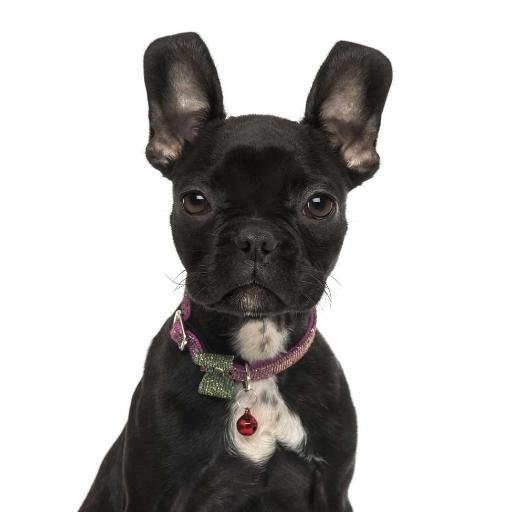 Offering a large selection of designer dog collars, harnesses, leashes, ID Tags, clothing, carriers, toys, gifts and more,