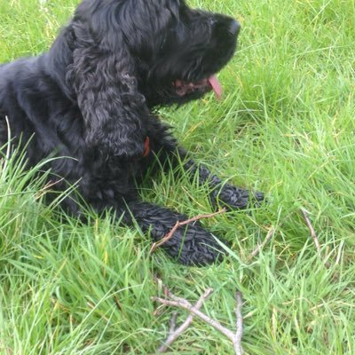 jenewil's profile picture. Artist