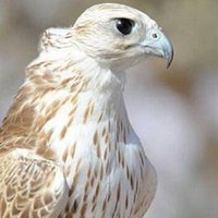 قناة اكسجين (@kfa19) 's Twitter Profile Photo