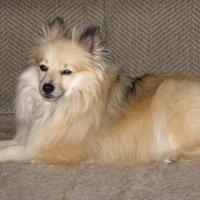 Liz Ulmer (@lizulmer) 's Twitter Profile