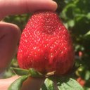 Margaret Ann Snow - @Snowsbendfarm - Twitter