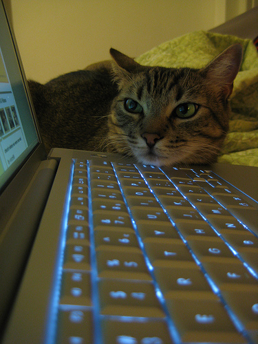 EmmaTheCat's profile picture. I like to sleep.