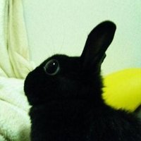 ダテカナ (@canaxn_nx) 's Twitter Profile