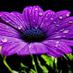 SahinkusDuygu's profile picture. aynaya bak gerçekleri gör