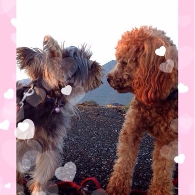 kjM8HDYwYtzEyVX's profile picture. おにラブ大好きです。 無言ファロー失礼します。 ときどき、抑えれなくなって愛を叫びます。ちなみにとってもおばさんです。