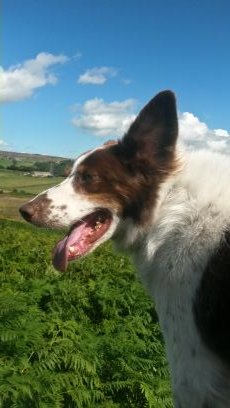 dog walking service for Bingley, Baildon and Shipley area