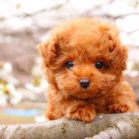 ミカ円募集 (@p_bb79) 's Twitter Profile