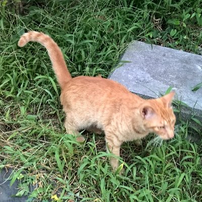 hittorean's profile picture. ＼ﾊﾟｯﾊﾟﾘｰﾝ／