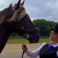 RockyMountainHorseUK (@hstudtrainers) 's Twitter Profile