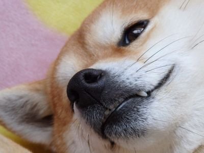 きょんさんのプロフィール画像