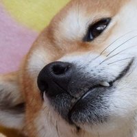 きょん (@nkbr29kyon03) 's Twitter Profile Photo