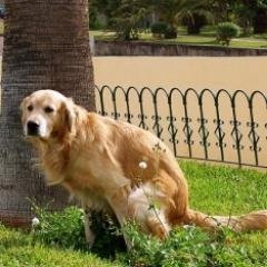 MascotasLas's profile picture. 