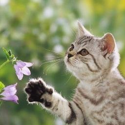 Flower Cat - a video production company run by Eva Fleur https://t.co/MQSFb6yS2P