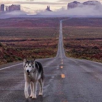 Loupdes_steppes's profile picture. Pseudo-intellectuel perfectionniste désabusé, bateleur. Le courtisan, voilà l'ennemi ! Parisien et historien. Optimiste désabusé jà l'absurde Berlinois de cœur