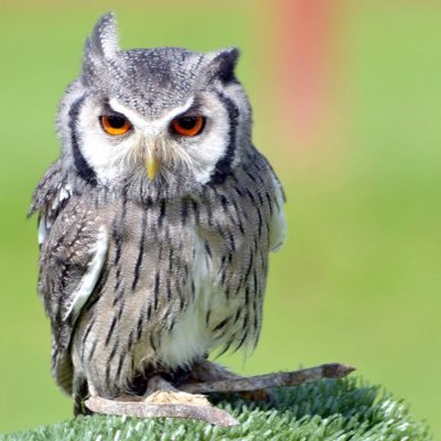 A bird of prey business based in Congleton, Cheshire. Offering fun bird of prey experiences, owl themed parties, school visits, educational talks and displays.