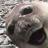 cuairteoir's profile image