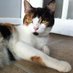 The Cat (@books_n_pages) Twitter profile photo The Cat (@books_n_pages) Twitter profile photo