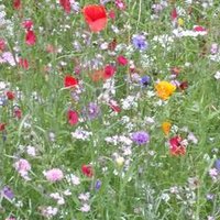 ChorleyInBloom (@chorleyinbloom) 's Twitter Profile