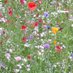 ChorleyInBloom (@chorleyinbloom) Twitter profile photo ChorleyInBloom (@chorleyinbloom) Twitter profile photo