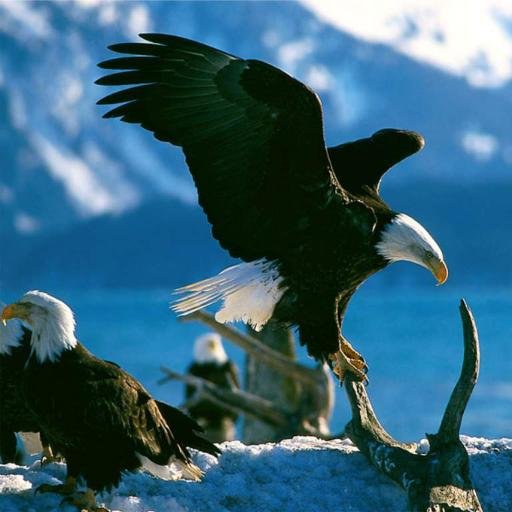 lofoga's profile picture. 