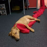 kereszte (@kereszte) 's Twitter Profile