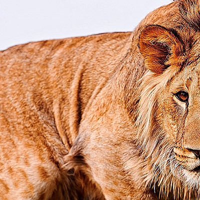 BxCardinal's profile picture. 