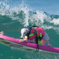 Beans The Whippet (@beansthewhippet) 's Twitter Profile
