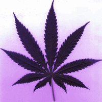 weedpedia.com(@weedpedia420) 's Twitter Profile Photo