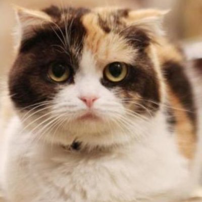 あい猫さんのプロフィール画像