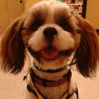 Petsmart 1511 (@petsmart1511) Twitter profile photo