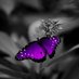 Kristy (@flutterby3357) Twitter profile photo Kristy (@flutterby3357) Twitter profile photo