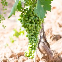 Malvasia de Sitges (@malvasiasitges) 's Twitter Profile