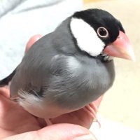 にっにっ (@kurobunca) 's Twitter Profile