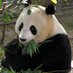 The Panda Lifestyle (@tpandalifestyle) Twitter profile photo The Panda Lifestyle (@tpandalifestyle) Twitter profile photo