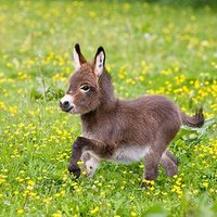 Dosbarth Draig (@abermrsphillips) 's Twitter Profile Photo