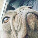 Russell Tovey's Dog - @dogfanrocky - Twitter