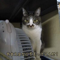 シンタ(@sinta34) 's Twitter Profile Photo