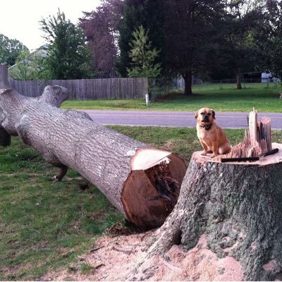 2Puggles_'s profile picture. Hi! I'm Steve Smith, a marketing teacher and the owner of 2Puggles. I love to share my woodworking business in my class, & hopefully with you too! Check us out!