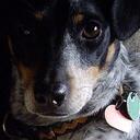 Carol Byrnes - @whippetditr - Twitter