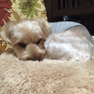 GllitterYuri's profile picture. 