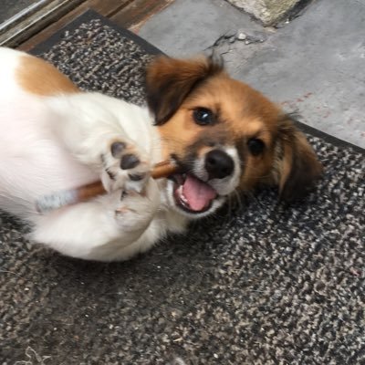 georgthejackie's profile picture. 11 week old Jack Russell puppy - enjoying life and having fun