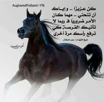 ehabgazer's profile picture.