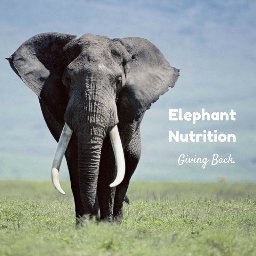 Elephant Nutrition offers online nutrition services, and for every service provided, we give a nutritious meal to somebody in need.