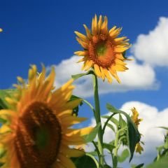 papapapapT's profile picture. リクリクリクﾘｸリクルート(ﾟ∀ﾟ )