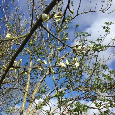 beccymickle's profile picture. Recently retired Anaesthetist, mother, wife, amateur potter and quilter.All views my own.