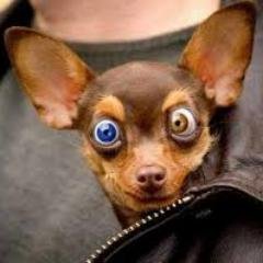 juanpipi177's profile picture. arrechito