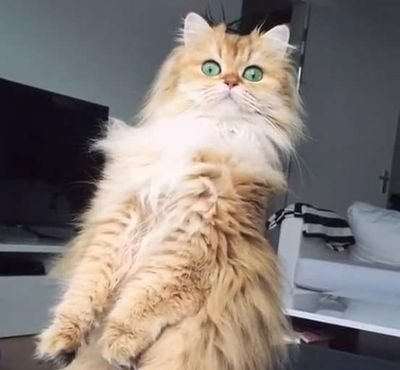 camilleperchard's profile picture. 